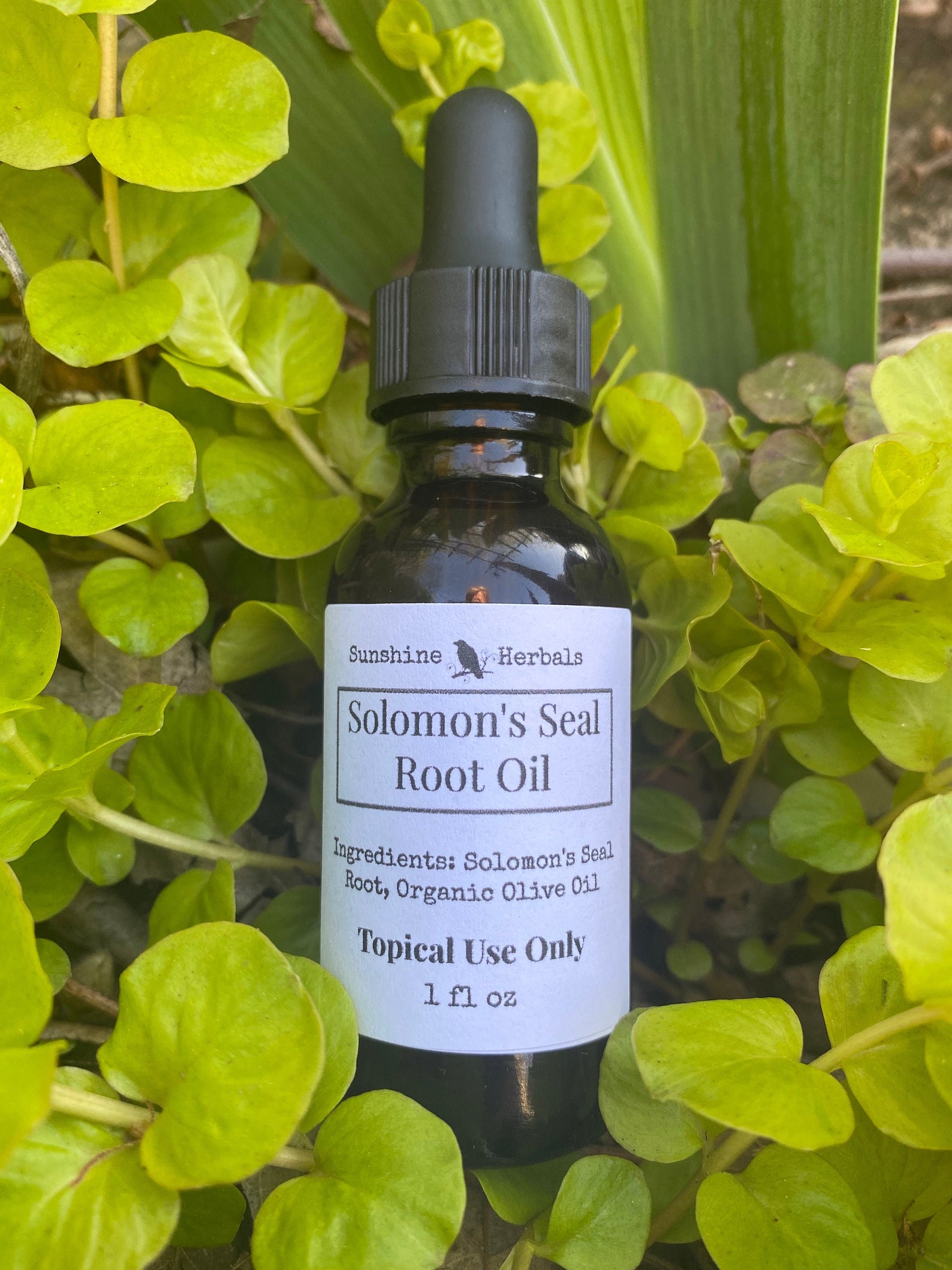 Solomon's Seal Root Oil Arthritis Back Nerve Pain Etsy