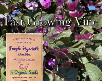 Purple Hyacinth Bean Vine | Organic | Non GMO | Fast Growing Vine