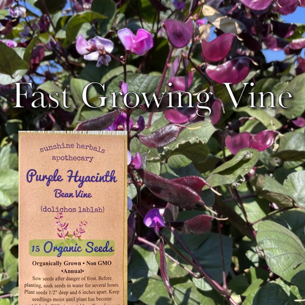 Purple Hyacinth Bean Vine | Organic | Non GMO | Fast Growing Vine