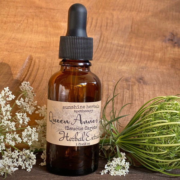 Wild Carrot Tincture | Queen Anne's Lace Tincture | Herbal Extract | Midwife