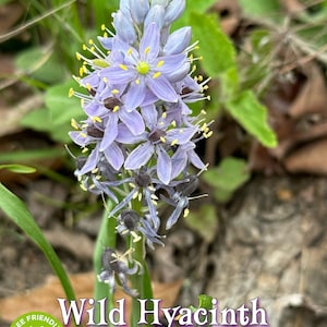 Organic Wild Hyacinth Seed | Atlantic Camas | Eastern Camas|| Native | Rare | Native | Pollinator Garden | 50 Seeds