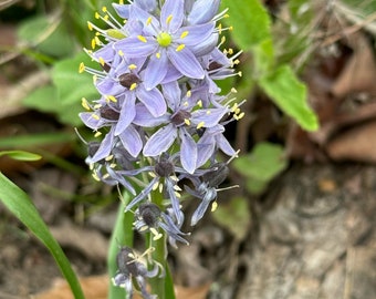 Organic Wild Hyacinth Seed | Atlantic Camas | Eastern Camas|| Native | Rare | 50 Seeds