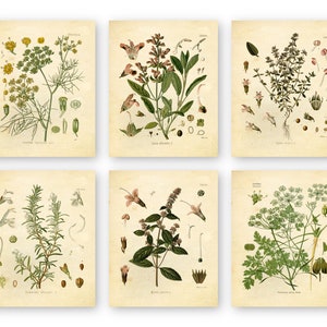 Set of 6 Herb Botanical Prints, Unframed, 8x10/5x7, Thyme, Mint, Rosemary, Parsley, Sage, Fennel - Culinary Herbs - Kitchen Décor