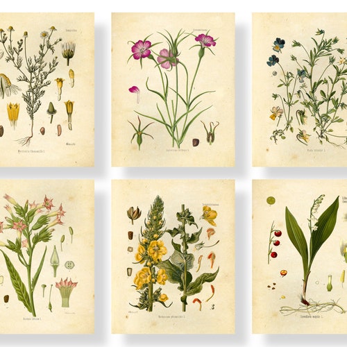 Vintage Kitchen Herbs Prints Set of 6 Botanical Art Print - Etsy