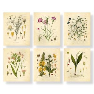 Wildflower Botanical Prints Floral Wall Art - Set of 6 8x10 - Unframed
