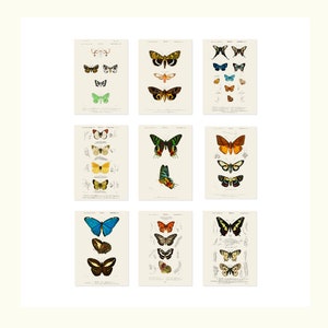 Butterfly Art Prints Set of 9 5x7 Unframed