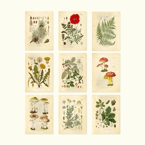 Giclee Botanical Prints Woodland Plants Mushroom Wildflower Fern Set 0f 9 5x7 or 8x10
