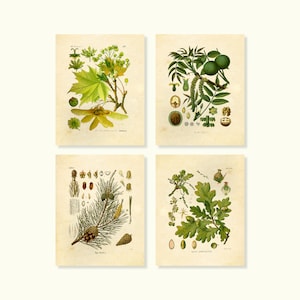Botanical Prints Trees Set of 4 8x10 Unframed