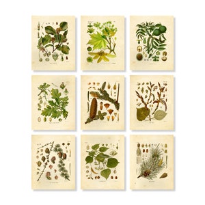 May include: Nine botanical prints featuring detailed illustrations of various plants and their parts. The prints showcase a variety of green leaves, seeds, and flowers, with some featuring brown cones and nuts. The artwork is set against a cream-colored background.