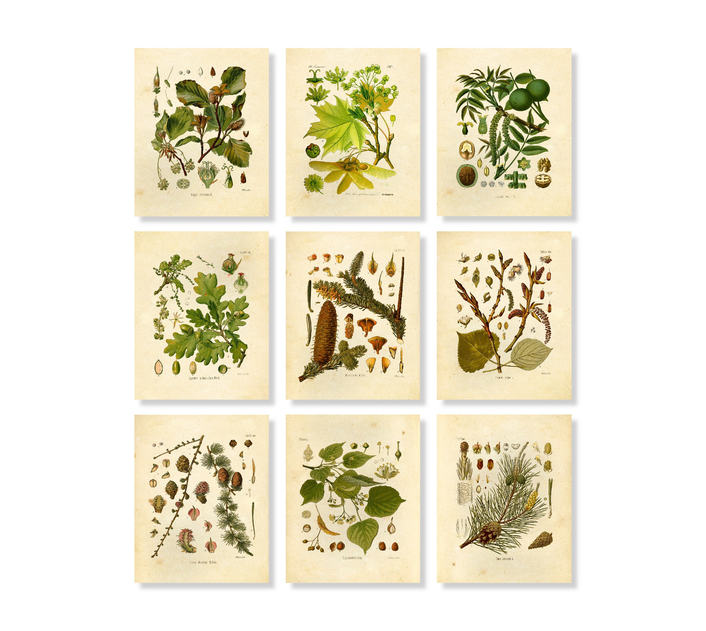 Tree Botanical Prints set of 9 5x7 Unframed | Etsy