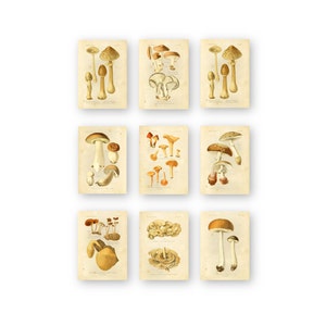 Mushroom Prints Botanical Wall Art Edible - Set of 9 5x7 - Unframed