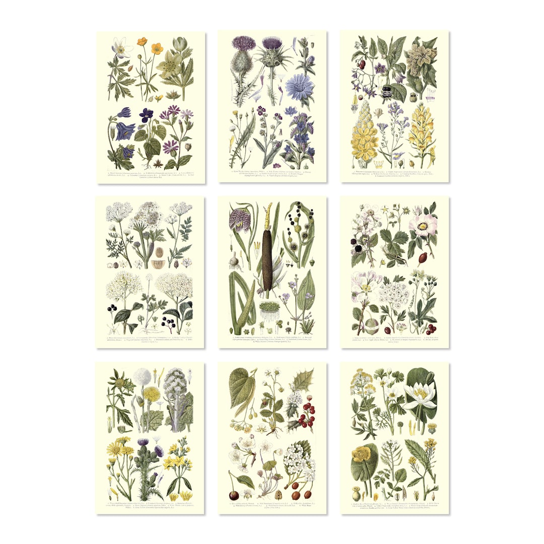 Ink Inc. Botanical Wall Art Prints - Flowers Plants - Set of 9 5x7