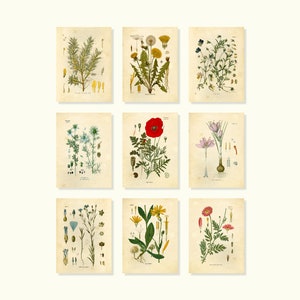 Wildflower Botanical Art Prints Set of 9 8x10