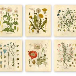 Botanical Prints Wildflower Prints Floral Wall Art - Set of 6 8x10 - Unframed