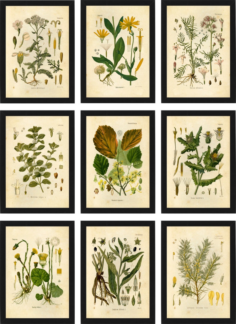 Medicinal Herbs Botanical Prints Set of 9 5x7 Unframed Etsy