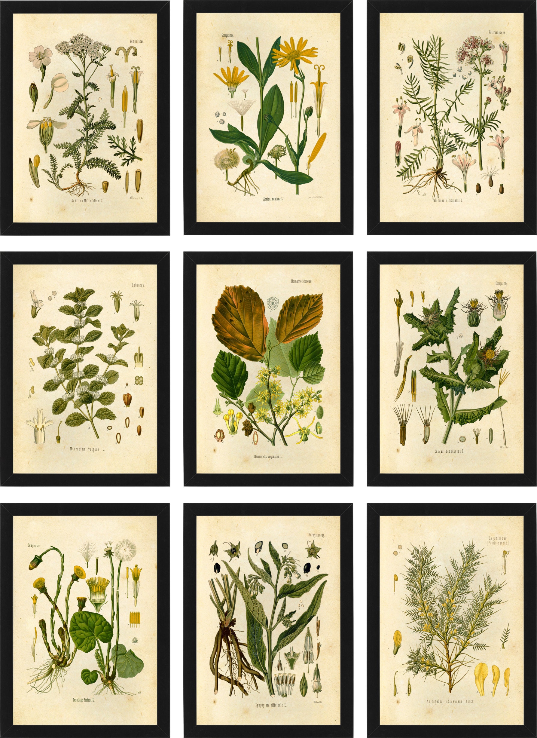 Medicinal Herbs Botanical Prints Set of 9 5x7 Unframed Etsy