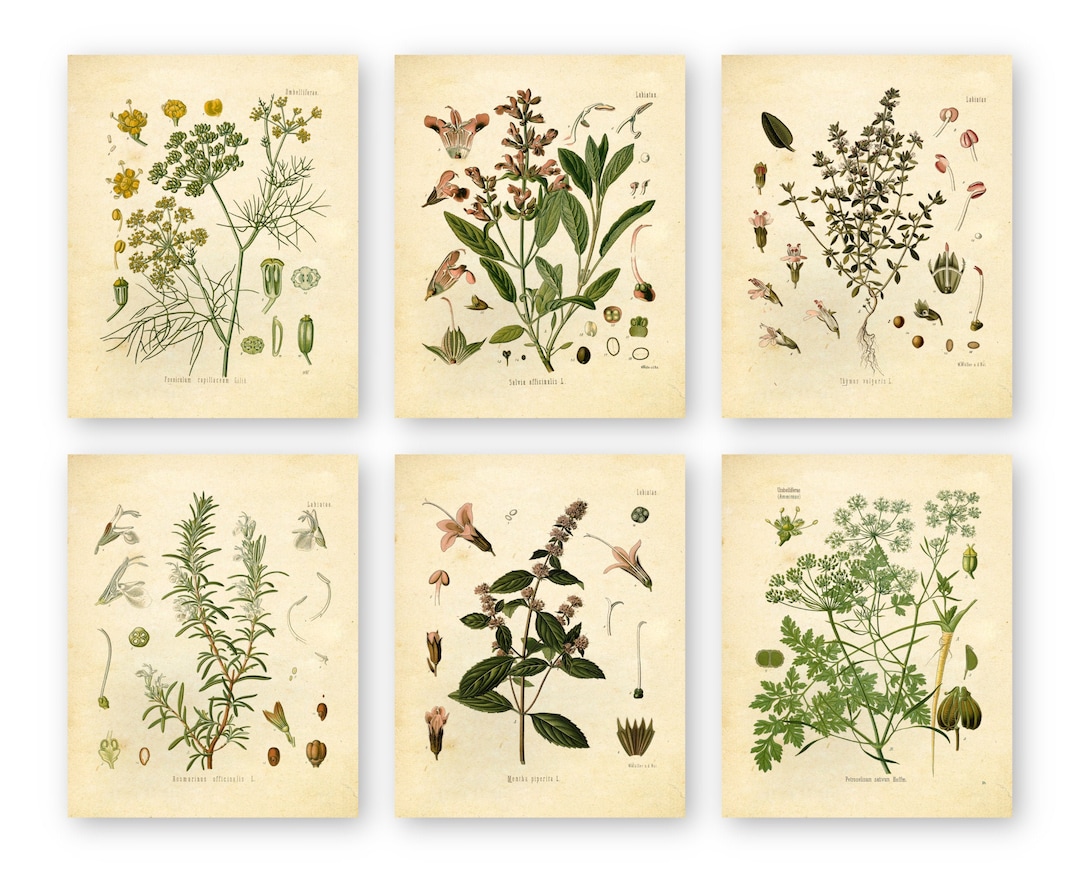 Set of 6 Herb Botanical Prints, Unframed, 8x10/5x7, Thyme, Mint ...