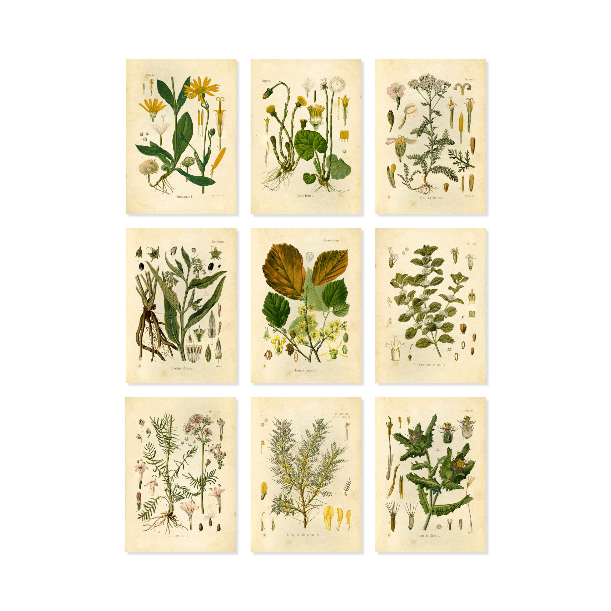 Medicinal Herbs Botanical Prints Set of 9 5x7 Unframed Etsy