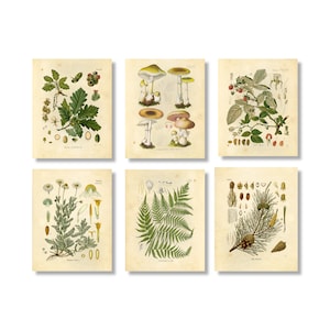 Botanical Wall Art- Woodland Plants - Set of 6 8x10 - Unframed - Mushroom, Fern, Flower, Acorn, Berry