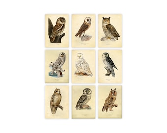 Ink Inc. Owl Bird Art Prints - Set of 9 5x7 - Unframed