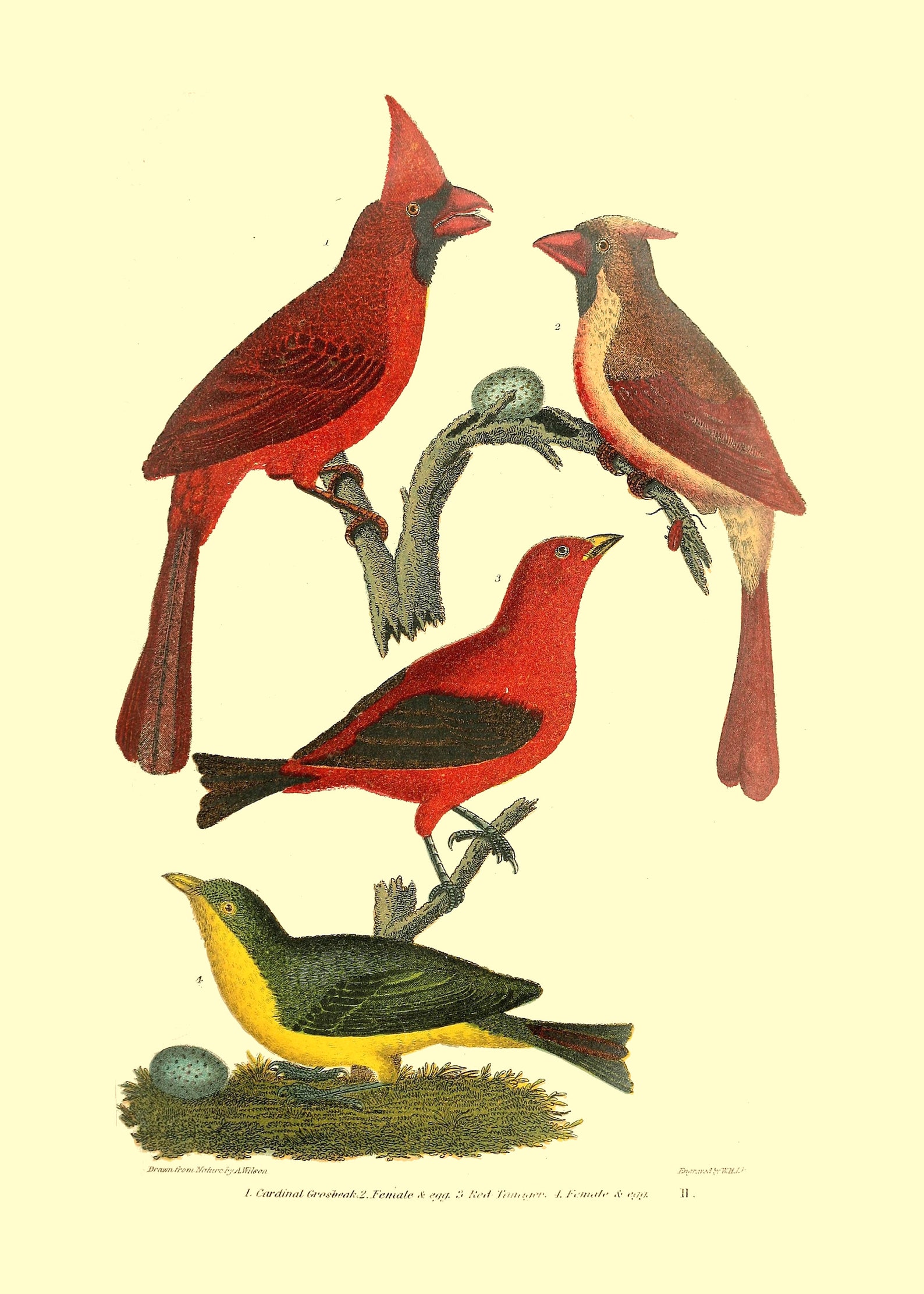 Bird Art Prints Set of 9 5x7 Unframed Etsy UK