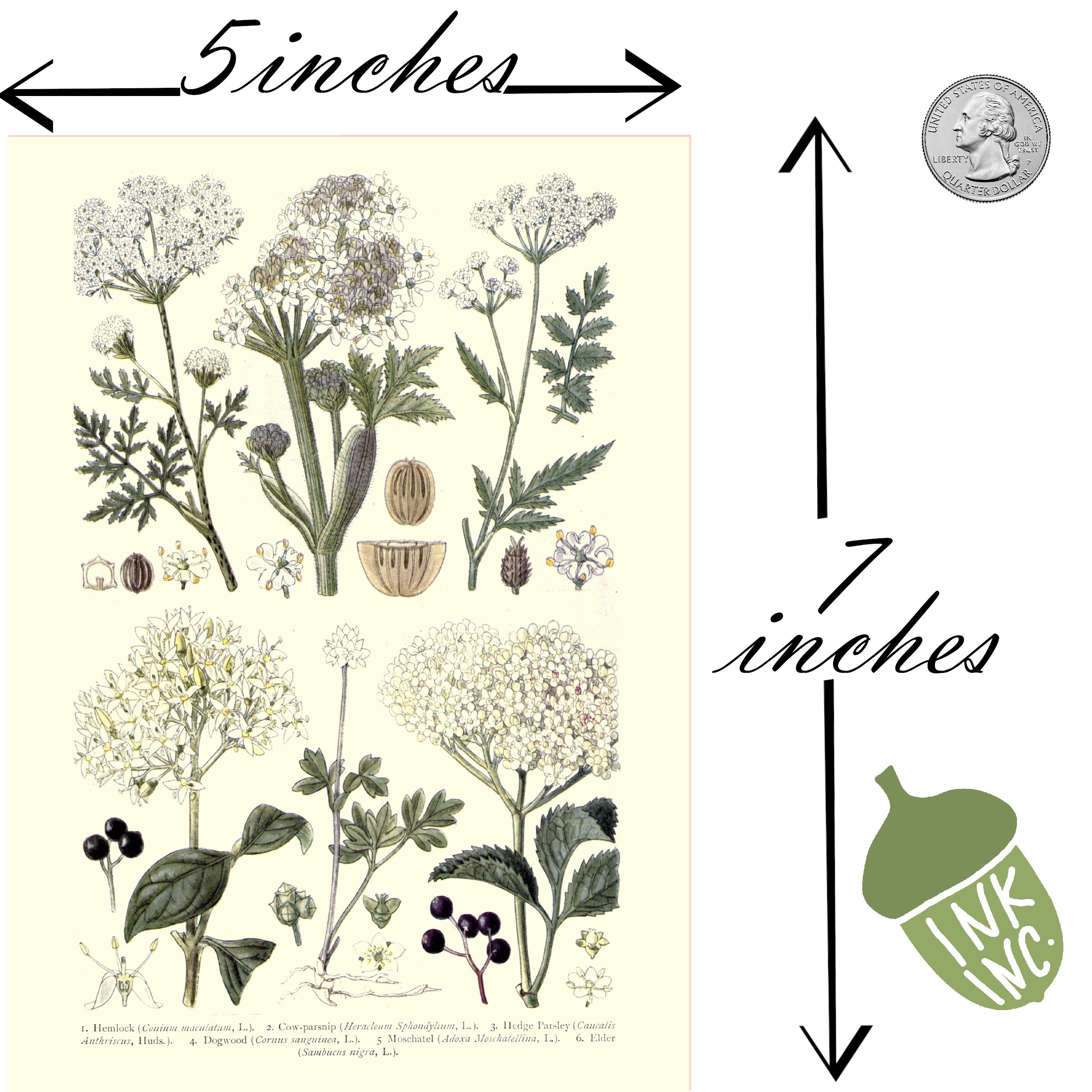 Ink Inc. Botanical Wall Art Prints - Flowers Plants - Set of 9 5x7