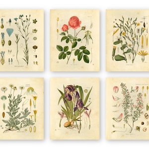 Botanical Prints Wildflowers - Set of 6 8x10 - Unframed