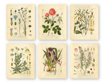 Wildflower Botanical Prints Floral Wall Art Set of 6 8x10 | Etsy