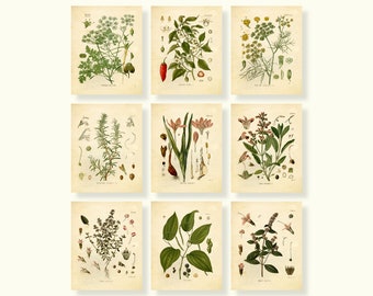 Botanical Prints Herbs and Spices Set of 9 8x10 Unframed