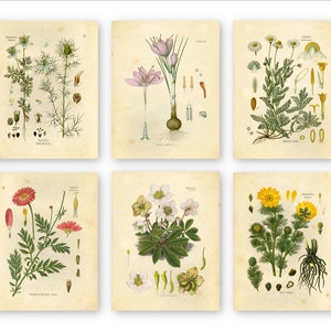 Wildflower Botanical Prints - Set of 6 8x10 - Unframed