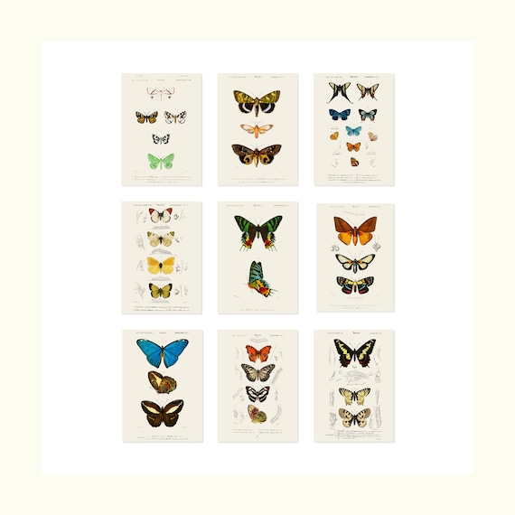 Butterfly Print Set of 9 Prints Antique Art Beautiful Colored Colorful Butterfly Art Prints Set of 9 5x7 Unframed - Etsy