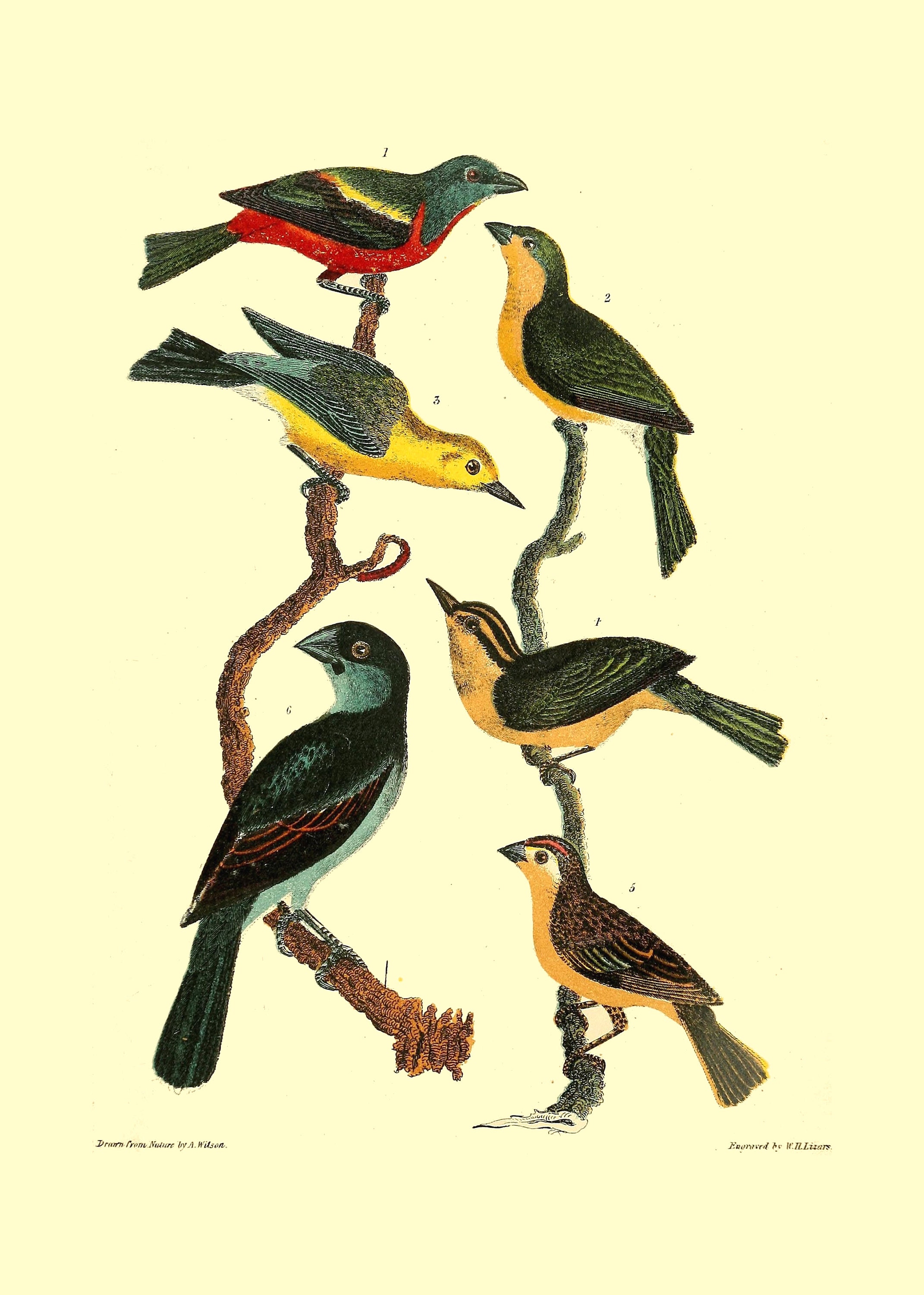 Bird Art Prints Set of 9 5x7 Unframed Etsy UK