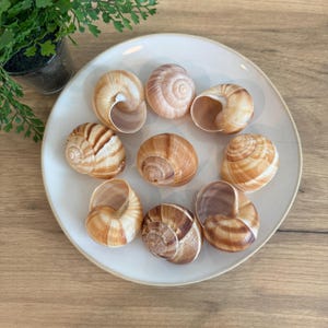 May include: A collection of nine snail shells in various sizes and patterns, displayed on a white ceramic plate. The shells exhibit a range of warm brown and tan hues, with visible spiral structures. The plate is set on a wooden surface.