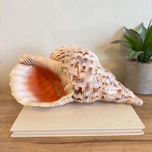 Large Triton's Trumpet Shell | Natural Sea Shell Coastal Decor | 12 1/2" | Nautical Beach House Accent | Ocean Shelf Display