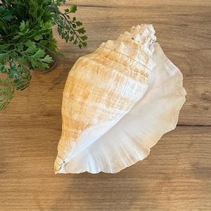 Large Natural Seashell | Coastal Beach Decor Shell | King Conch Shell | Nautical Accent for Shelf or Tabletop | Tropical Ocean Display