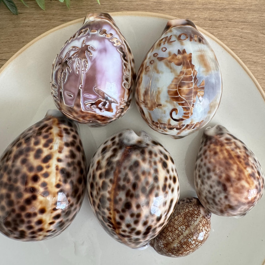 Vintage Tiger Cowrie Shells Hawaii Souvenir | Engraved Hawaiian ...