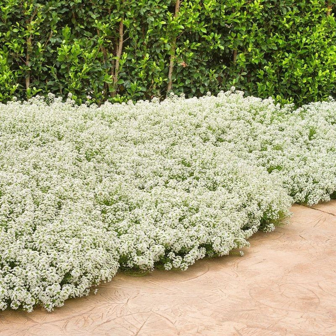 ALYSSUM Tiny Tim Seeds Etsy Australia