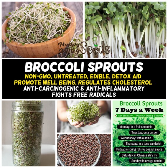Broccoli Sprouts 100g 2kg Seeds Non Gmo Untreated Brocoli Etsy
