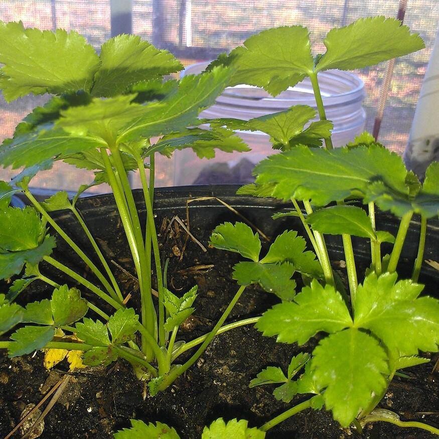 Mitsuba Japanese Wild Parsley Seeds Etsy