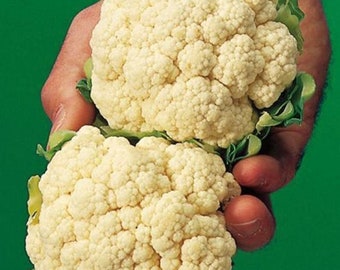 Cauliflower Etsy Australia