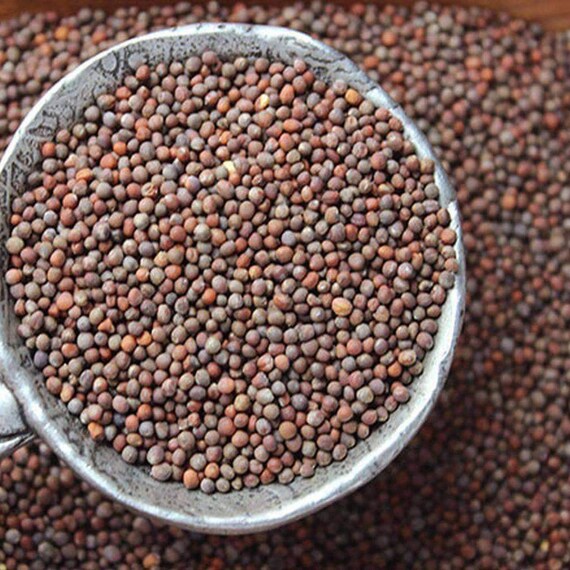 Broccoli Sprouts 100g 2kg Seeds Non Gmo Untreated Brocoli Etsy