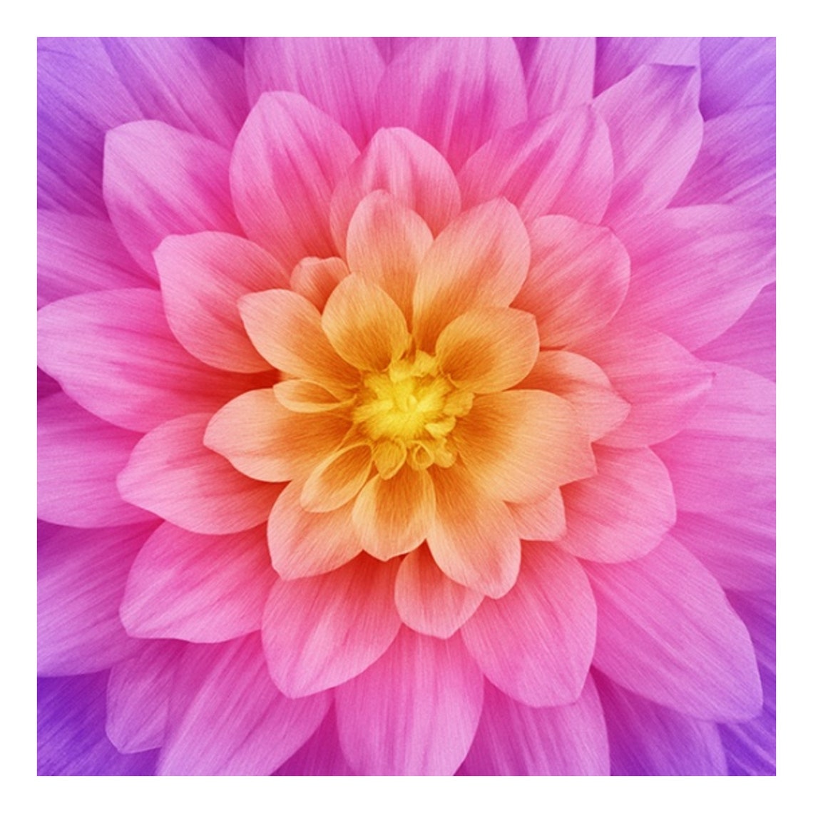 Dream Big Flower Panel zinnia Hoffman Fabrics Etsy