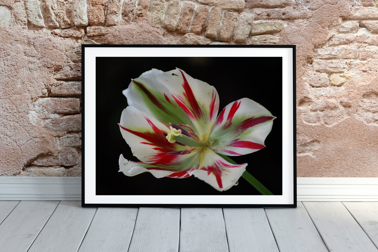 Printable Wall Art Photography: Digital Download of Red &amp; White Tulip ...