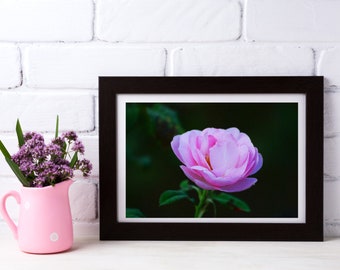 Photographie d’art mural imprimable: téléchargement numérique de fleur rose, téléchargement instantané, art mural floral, impression d’art, cadeau romantique pour elle