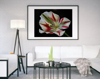 Printable Wall Art Photography: Digital Download of Red & White Tulip, Instant Download, Floral Wall Art, Fine Art Print, Romantic Gift