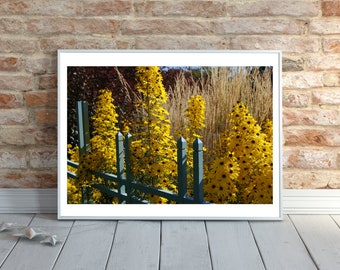 Printable Wall Art Photography: Digital Download of Yellow Flowers on Fence, Flower Photography, Floral Wall Art, Instant Download