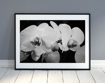 Printable Wall Art Photography: Digital Download of Orchid Flower, Instant Download, Floral Wall Art, Black & White Photography