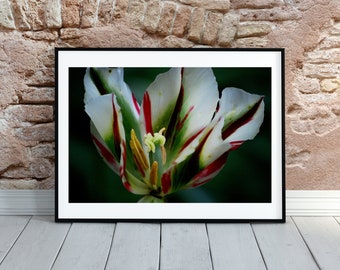 Printable Wall Art Photography; Digital Download of Tulip Close-Up, Fine Art Print, Instant Download, Digital Wall Art, Floral Wall Art