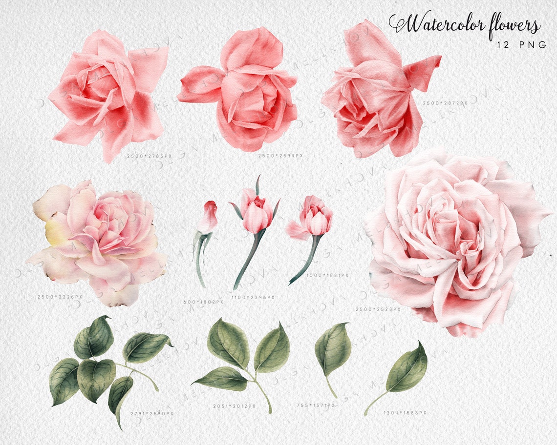 Watercolor Blush Roses Clip Art PNG, Bright Floral Set, Digital Instant ...