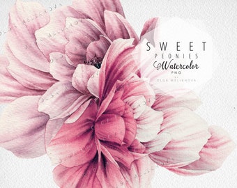 Sweet peonies | Floral elements | Watercolor flower clipart